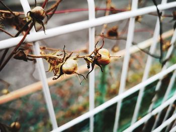 Close-up of insect on plant