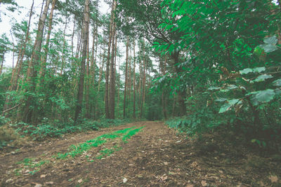 Trees in forest