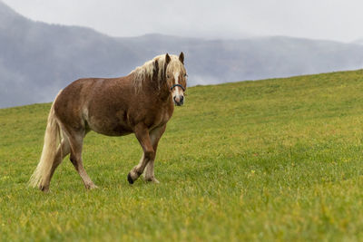 Horse standing on field