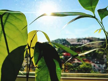 Close-up of plant against sky