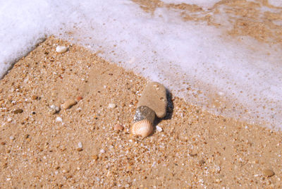 Driftwood in sand on beach