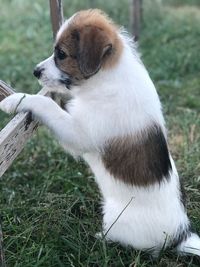 Close-up of a dog looking away