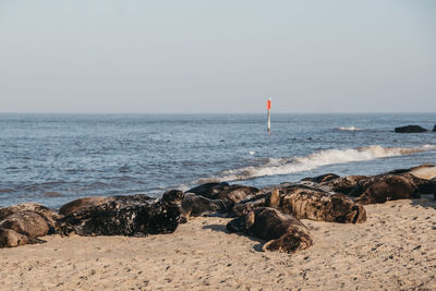Seals basking in the sun on the sand in horsey beach, norfolk, uk, in spring.