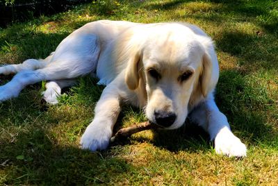 Dog lying down on land