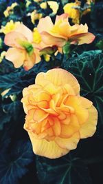 Close-up of yellow rose