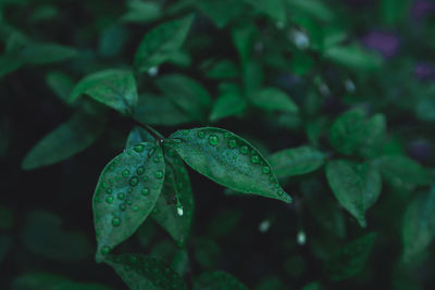 Close-up of raindrops on leaves