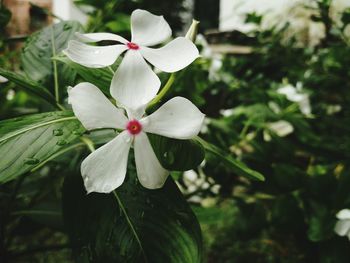 Close-up of white flower blooming in garden