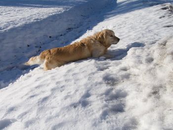 Golden retriever on happy motion in a depp snow