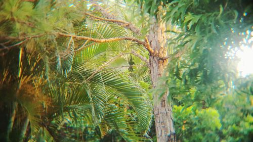 Low angle view of trees in forest