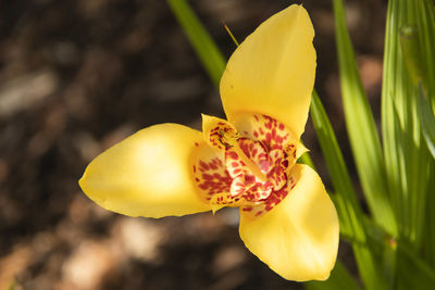 Close-up of yellow flower