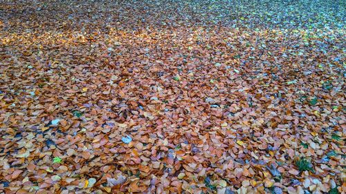 High angle view of pebbles on field