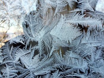 Full frame shot of frozen plants