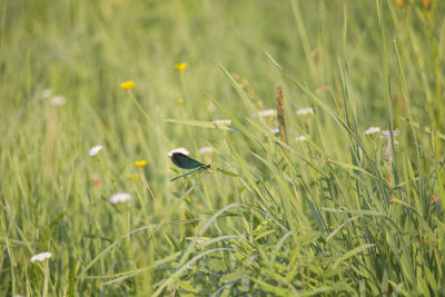 Bird on grass in field