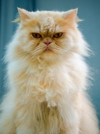 Close-up portrait of a cat