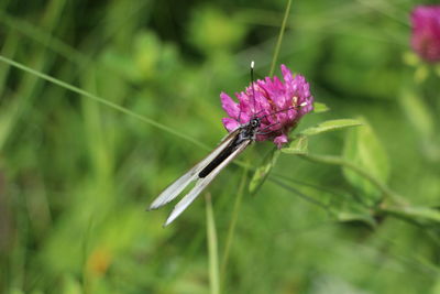 Close-up of insect on flower