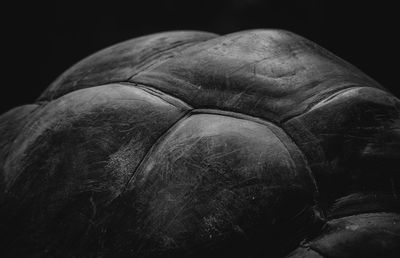 Close-up of tortoise