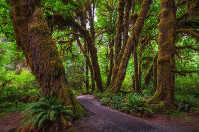 Trees in forest