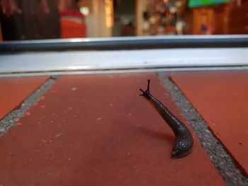 High angle view of insect on metal