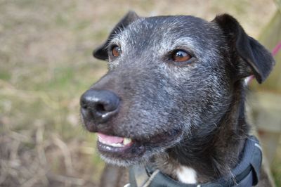 Close-up of dog looking away