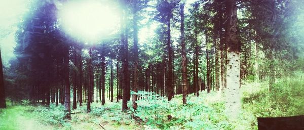 Trees growing in forest