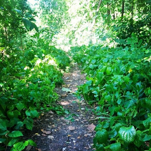 growth, green color, plant, leaf, nature, beauty in nature, tranquility, tree, lush foliage, green, freshness, growing, day, the way forward, outdoors, footpath, tranquil scene, no people, sunlight, high angle view