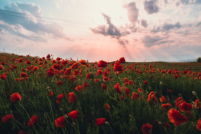 Red poppy flowers in a wild field. vivid poppies meadow in spring. beautiful summer day. beautiful