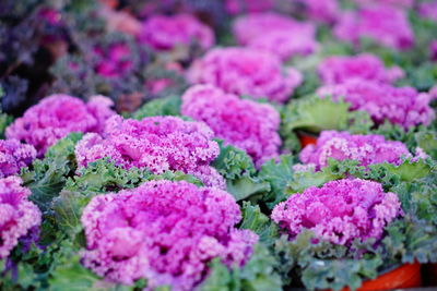 Close-up of pink flowering plant