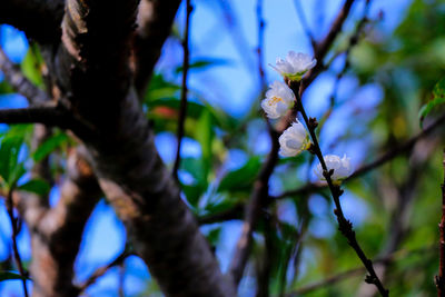 Low angle view of purple flowering plant