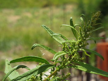 Close-up of green plant