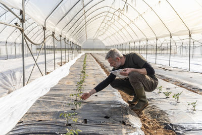 Male farmer with digital tablet checking tomato seedlings in greenhouse