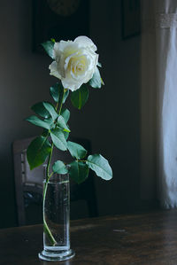 Close-up of flowers in vase