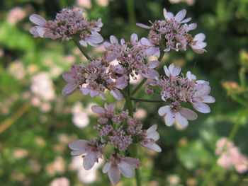 Close-up of pink flowers