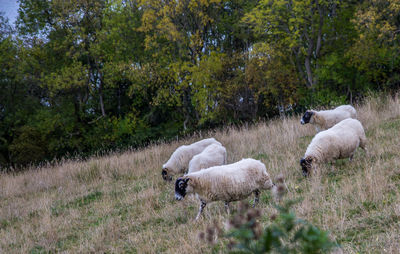 Cows on grassy field