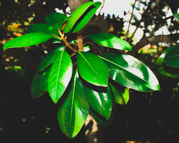 Close-up of plant