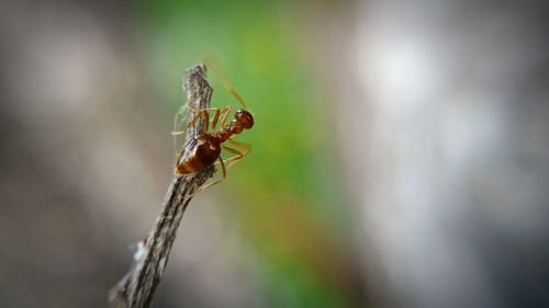 Close-up of spider on web