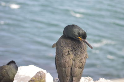 Close-up of bird perching on rock by sea