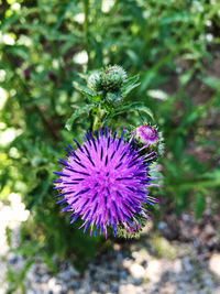 Close-up of purple thistle flower