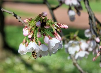 Close-up of bee pollinating on flower