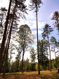 Trees in forest against sky