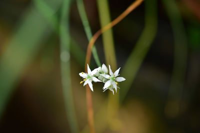 Close-up of white flowering plant