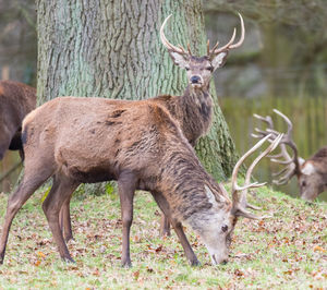 Deer standing in grass