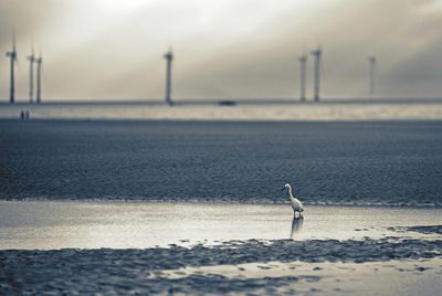 sea