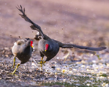 Close-up of birds in water