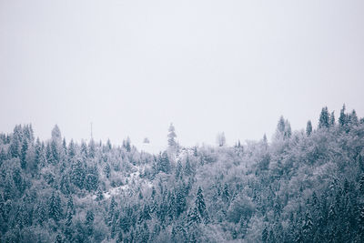 Snow covered trees in forest against clear sky