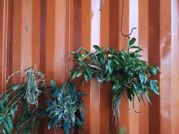 Close-up of potted plant against window