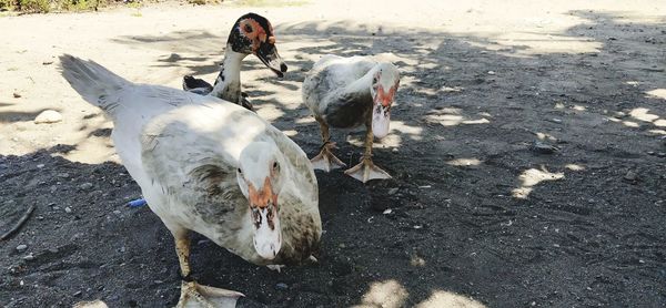 High angle view of birds feeding