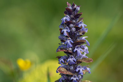 Close up of a bugle  flower in bloom