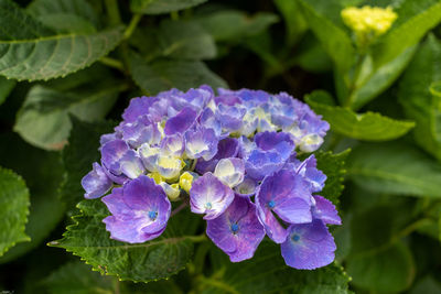 Close-up of purple flowering plant