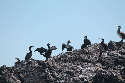 Low angle view of birds perching on rock against clear blue sky