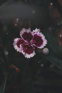 Close-up of pink flower floating on water